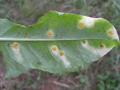 Puccinia dioicae silvatica