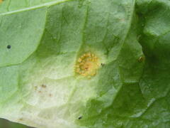 Puccinia dioicae silvatica