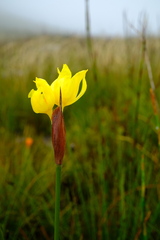 Bobartia macrospatha anceps