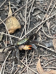 Parasesarma erythodactylum