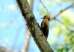 Dryobates passerinus