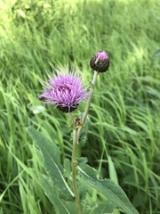 Cirsium helenioides