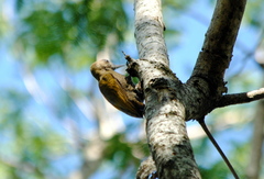 Dryobates passerinus