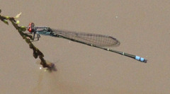 Pseudagrion sublacteum