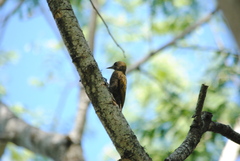 Dryobates passerinus