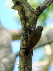 Dryobates passerinus