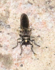Stichopogoninae