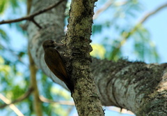 Dryobates passerinus