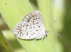 Actizera lucida