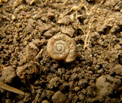 Steenbergia paupercula