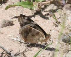 Junonia oenone