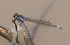 Pseudagrion hamoni