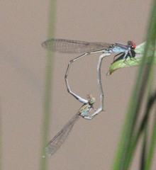 Pseudagrion sublacteum