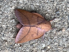 Adeloneivaia apicalis