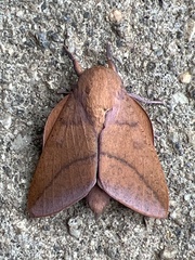 Adeloneivaia apicalis