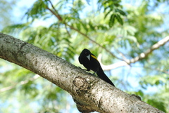 Cacicus chrysopterus