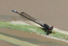 Pseudagrion hamoni