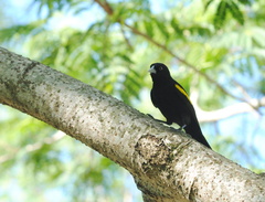 Cacicus chrysopterus