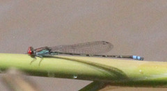 Pseudagrion sublacteum