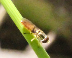 Toxomerus floralis