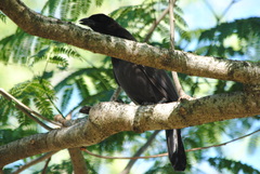 Cyanocorax cyanomelas