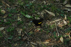 Cacicus chrysopterus