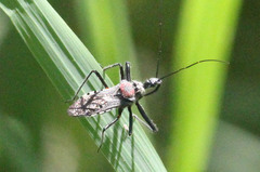 Rhynocoris venustus