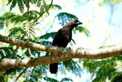 Cyanocorax cyanomelas