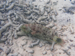 Cheilinus chlorourus