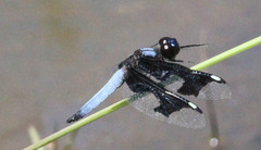 Palpopleura portia