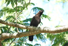 Cyanocorax cyanomelas