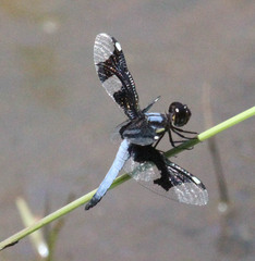 Palpopleura portia