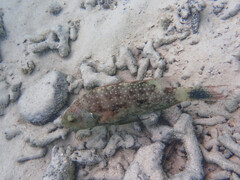 Cheilinus chlorourus