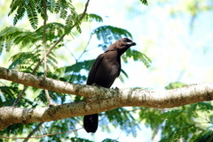 Cyanocorax cyanomelas