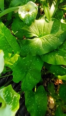 Zantedeschia albomaculata