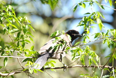 Cyanocorax cyanomelas