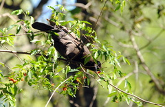 Cyanocorax cyanomelas