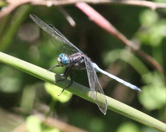 Orthetrum julia