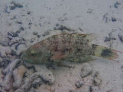 Cheilinus chlorourus