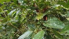 Macrocheraia grandis