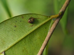 Hemisphaerius