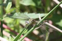 Orthetrum hintzi