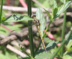 Orthetrum hintzi