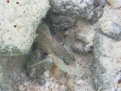 Cryptocentrus melanopus