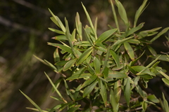 Leucopogon affinis