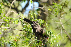 Cyanocorax cyanomelas