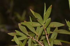 Leucopogon affinis