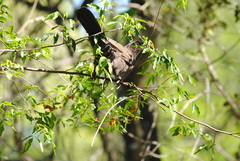 Cyanocorax cyanomelas