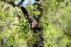 Cyanocorax cyanomelas