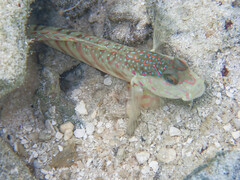 Cryptocentrus melanopus